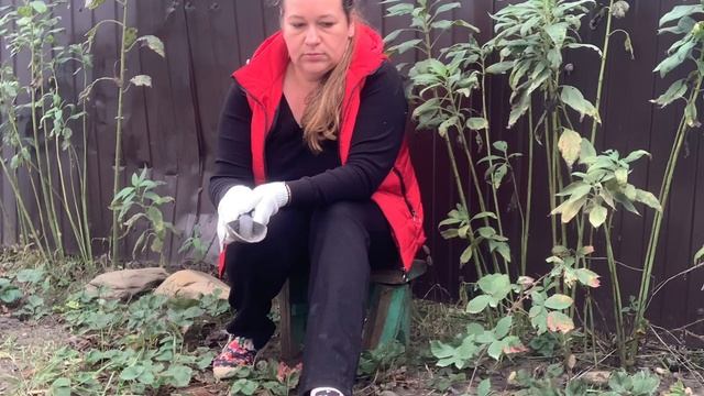 Как и когда пересадить клубнику осенью на новое место. Клубника осенью. Осенний уход за клубникой.