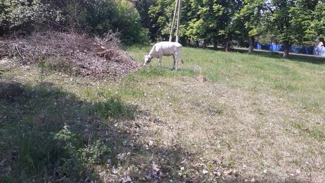 Почему телка прыгает на других коров, если сама не в охоте? смотреть онлайн