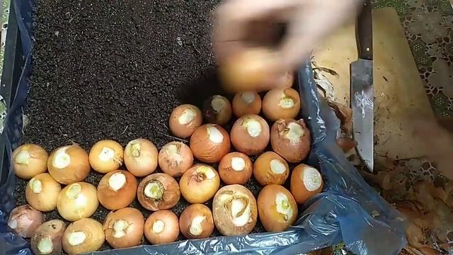 Пора сажать ЛУК на перо. Всю зиму с зелёным луком. Обычно. смотреть онлайн