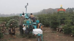 Живые датские ёлки выращены и бережно упакованы