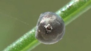 Трихограмма — биологическое средство защиты растений.