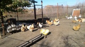 Мини мясные палевые  куры