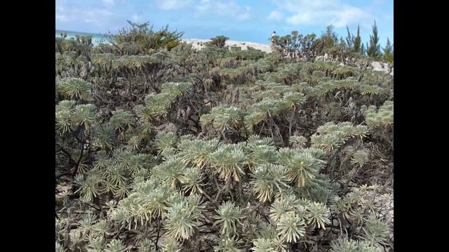 Остров Кайо-Ларго.Куба 2015 смотреть онлайн