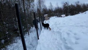 Алабай охраняет территорию