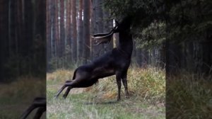 Красивый олень? #animal #животные #лоси #олень #лось # deer