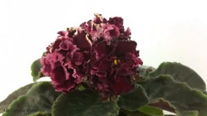 Махровые гофрированные анютки АВ-Тайное Желание