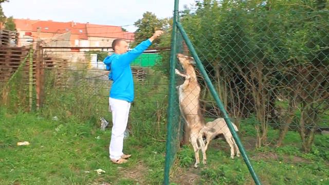 Козел в Чехии смотреть онлайн