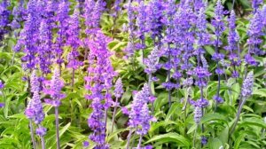 10 лекарственных растений для вашего сада