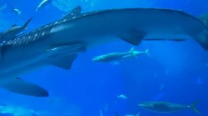 Потрясающие звуки КИТОВ, пение , разговоры КИТОВ # صوت الحوت # suara paus