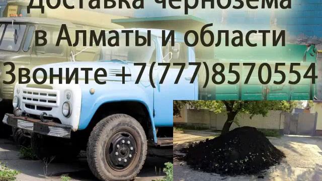 В каком лесу почвы более плодородны почему