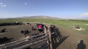 Монголия. Дойка коз. Казахские ЮРТЫ на жайляу.