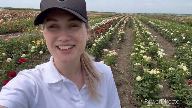 Плановая профилактическая обработка роз и шиповника в нашем питомнике. Как и чем мы обрабатываем. смотреть онлайн