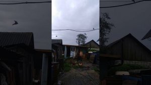 Убой кабана