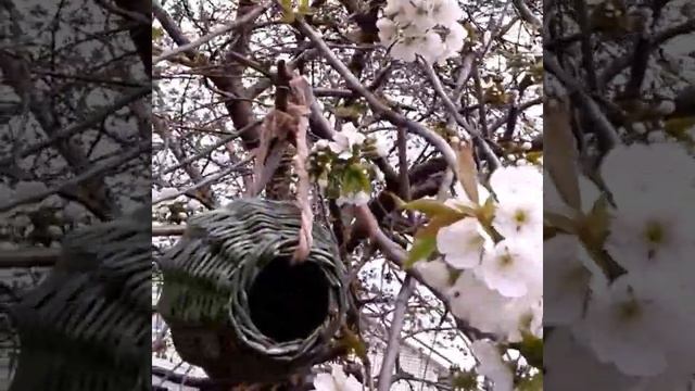 Птичьи кормушки плетеные смотреть онлайн