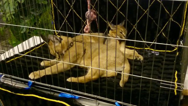 Каракал смотреть онлайн