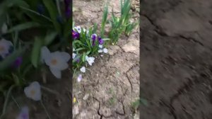 Крокусы все ещё цветут