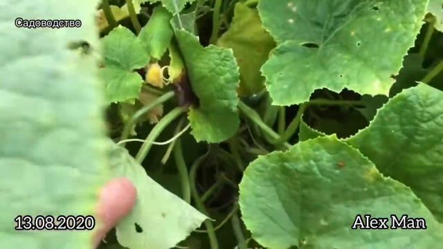 Самый большой огурец в этом году ))) 13.08.2020 смотреть онлайн