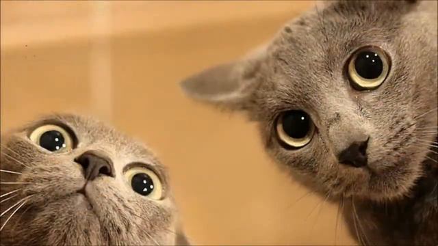 Впусти котейку в дом скорей. смотреть онлайн