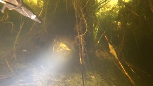 Жесть. НАПАДЕНИЕ БОБРОВ на ЧЕЛОВЕКА под водой. Опасная подводная охота