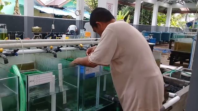 Pemeliharaan Clownfish Tahap Grading
