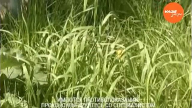 Полезные свойства пырея смотреть онлайн