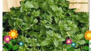 Мята Пеннироял. Краткий обзор, описание характеристик mentha suaveolens Penniroial