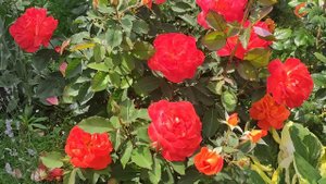 РОЗЫ. САМЫЕ ЯРКИЕ И ОБИЛЬНО ЦВЕТУЩИЕ СОРТА.