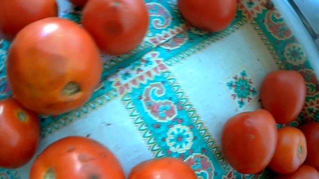 томат покрылся пятнами антракноз