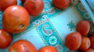 томат покрылся пятнами антракноз