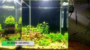 #Dennerle_NanoCube_20L четыре месяца после запуска. Обзор.