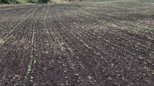 Озимые на 26 сентября