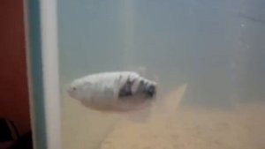 Аквариум 300 литров