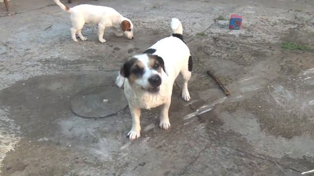 Необычное поведение собаки,Джек Рассел кусает и ловит струю воды