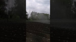 Полив капусты после посадки