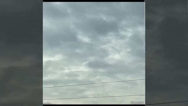 Увидели сегодня в небе как птицы возвращаются к нам из тёплых стран ? 04.04.23 г. смотреть онлайн