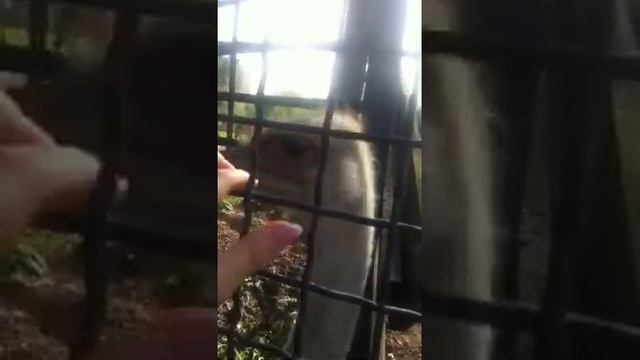 Страус в московском зоопарке смотреть онлайн