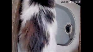 Автоматический кошачий туалет.Пух.