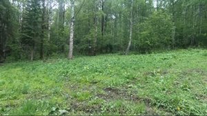 Волковское охотхозяйство. Охота на миллион.