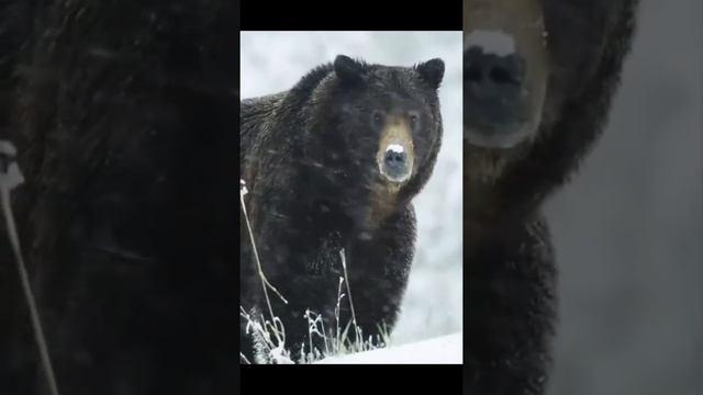 На ЧТО способен  Гризли НА САМОМ ДЕЛЕ