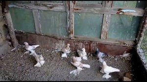 ЛОХМОНОГИЕ ГОЛУБИ С ШИКАРНОИ ИГРОЙ ТЯГА ВИНТ
