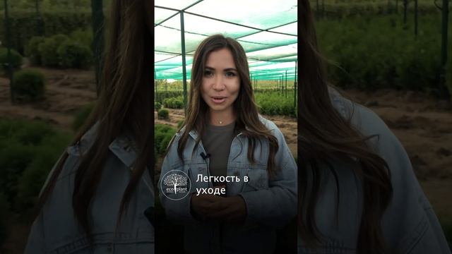 ? Почему ТУЯ ДАНИКА самая популярная? смотреть онлайн