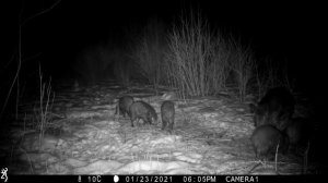 Как дикие кабаны постель заправляли для сна