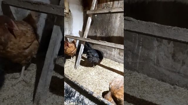 Куры.Скрещивание пород.
