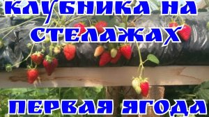 Клубника малообъемка Первые ягоды