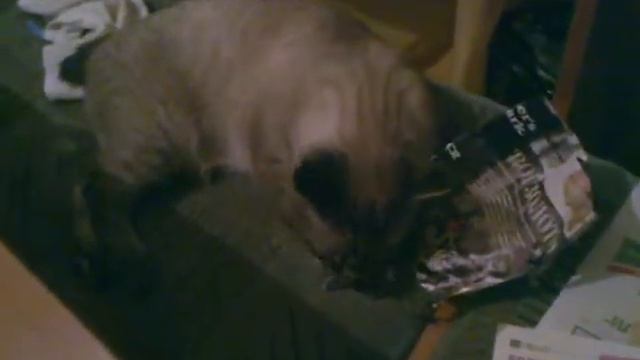 очень голодный кот прикол смотреть онлайн