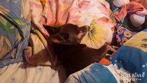 СНЯТСЯ ЛИ СОБАКАМ СНЫ? / DO DOGS HAVE DREAMS?