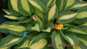 Хоста гибридная Джипси Роуз (hosta) ? хоста Джипси Роуз обзор: как сажать рассада хосты Джипси Роуз
