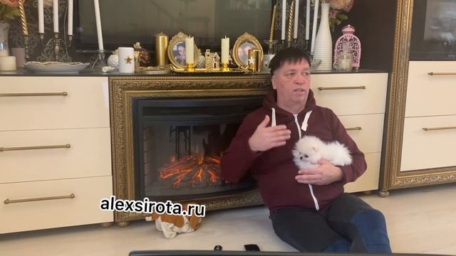 ПОМЕРАНСКИЙ ШПИЦ ПЛЮСЫ МИНУСЫ ПОРОДЫ