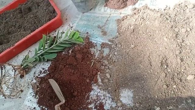 All About ZZ Plant
