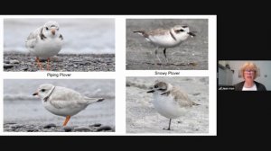 Northbound Shorebird presentation